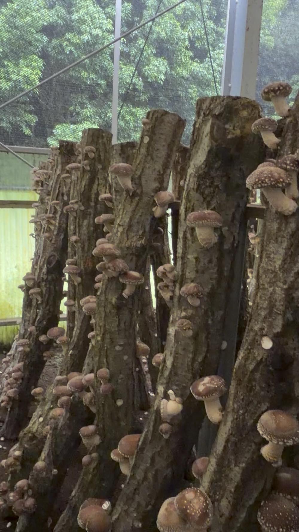 ハウスのほだ木に一面に発生した原木しいたけ